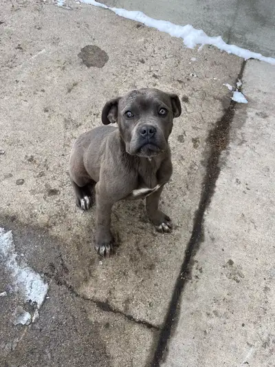 Beautiful Blue Steel girl Cane Corso Pup!!!!, View more