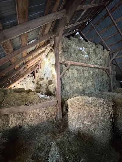 hay for sale , square bales, View more