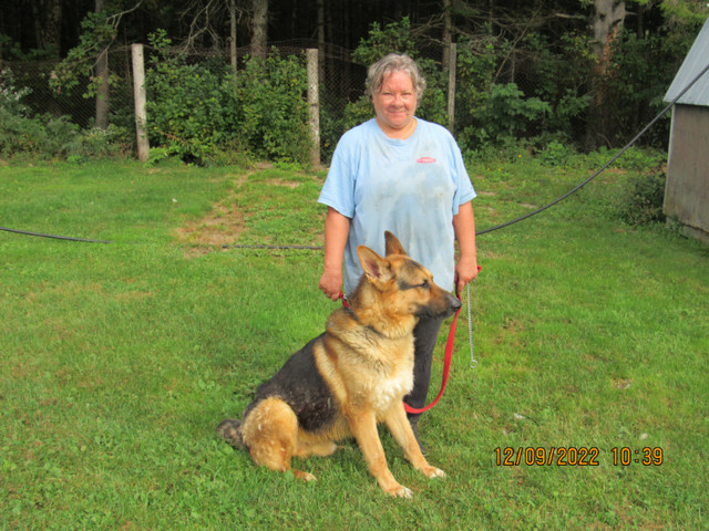 German Shepherd female in Dogs & Puppies for Rehoming in Moncton