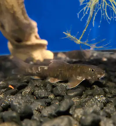 Red garrah rufas also know as doctor fish they help clean up the tank by eating left over fish food...