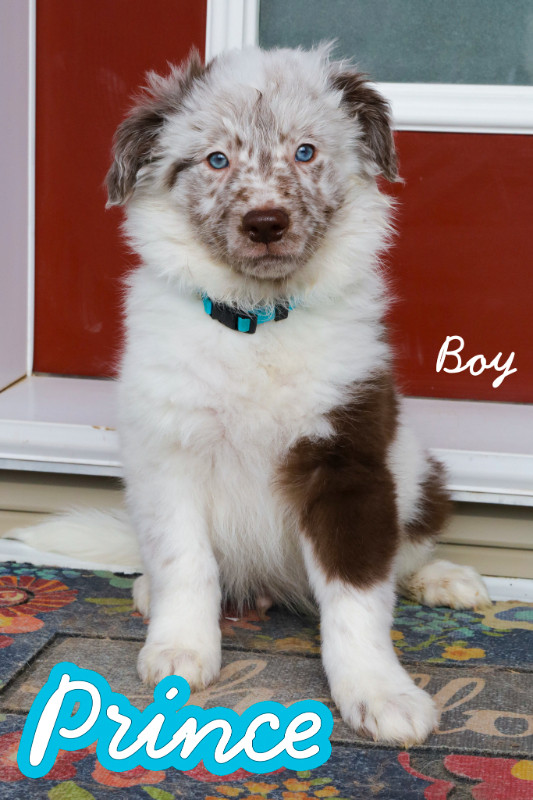 Mini Australian Shepherd x - Ready for new homes! in Dogs & Puppies for Rehoming in Edmonton - Image 2