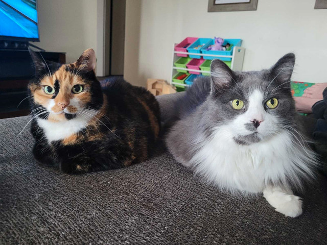 Best friends in need of new loving home in Cats & Kittens for Rehoming in North Bay