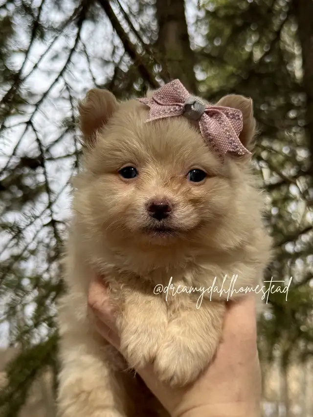Female Pomeranians in Dogs & Puppies for Rehoming in Edmonton - Image 8