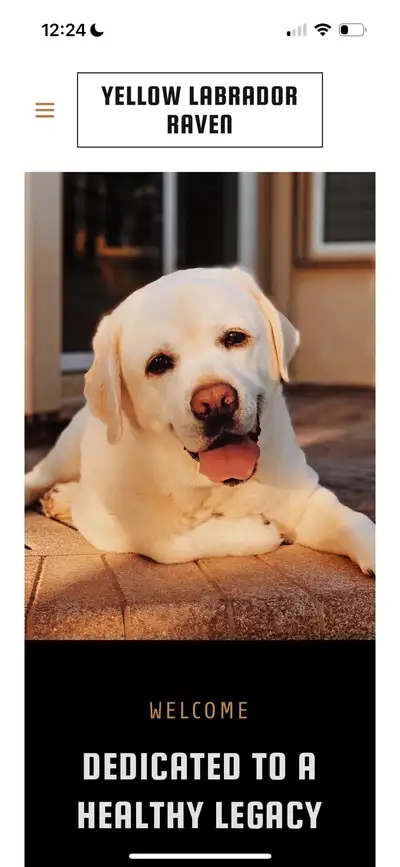 CKC REG,,,ENGLISH LABRADOR PUPS HEALTH TESTED HAVE ARRIVED, View more