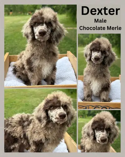 Standard Poodle Puppies, View more
