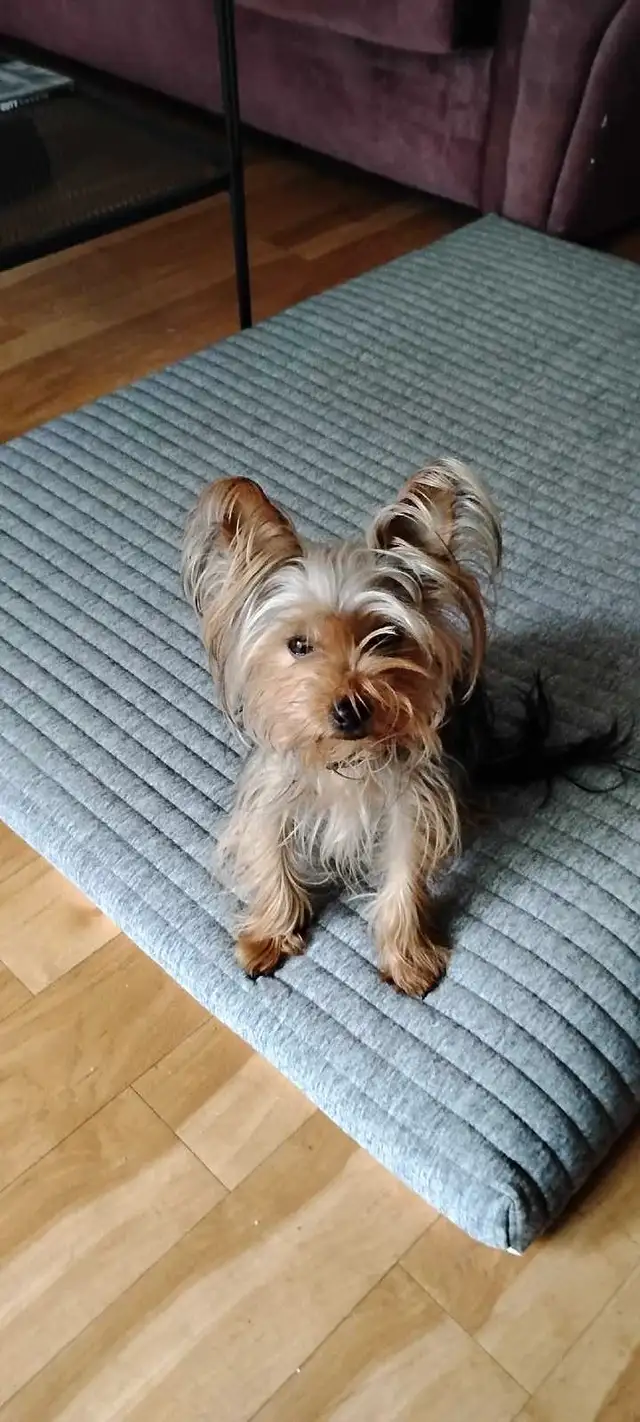 Yorkshire terrier miniatures  (  1 mâle  ) in Dogs & Puppies for Rehoming in Gatineau - Image 8