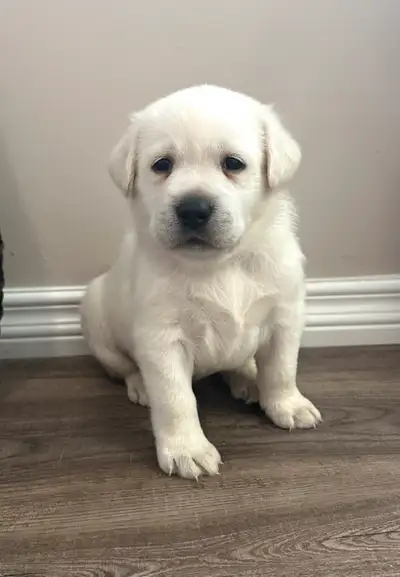 Only 2 Males Left. Beautiful Purebred CKC Registered Labrador Retriever puppies. We have 2 male pupp...