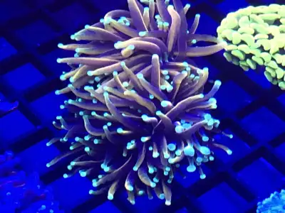 Not your typical corals you find in the stores. Contact me for prices if you like anything you see.