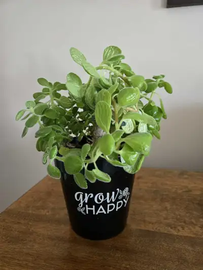 Vicks Plant , View more