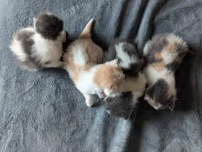 These adorable Persian kittens are ready to find their forever homes! They are currently 2 weeks old...