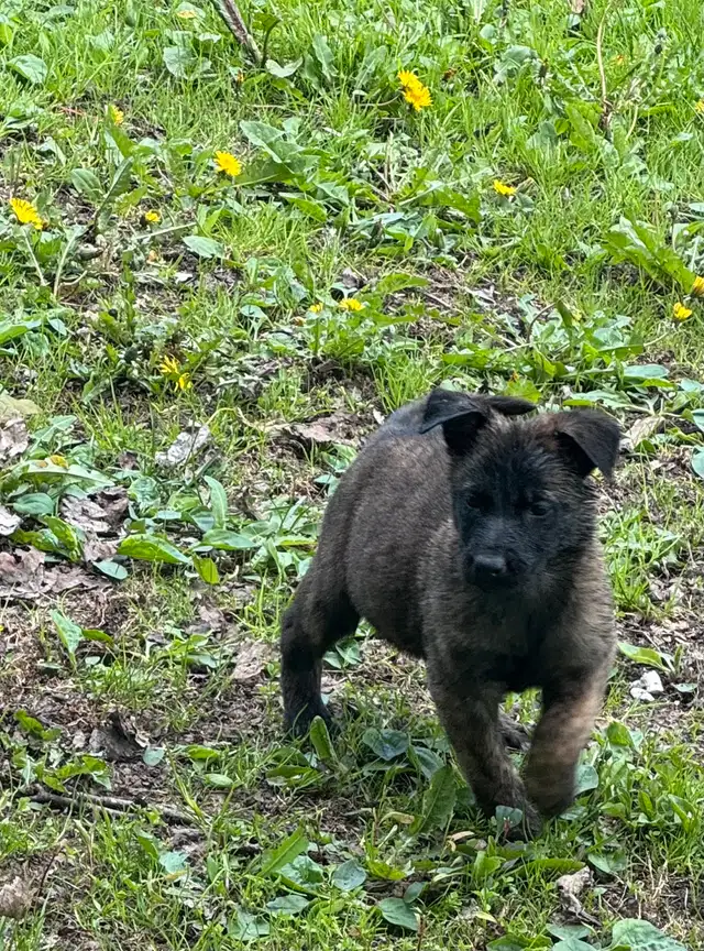 Dutch Shepherd puppies in Dogs & Puppies for Rehoming in Sudbury - Image 10