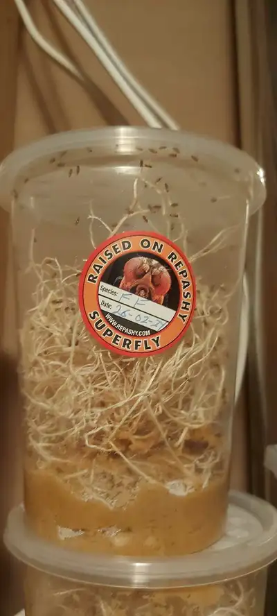 Lots of Fruit Flies 32oz, View more