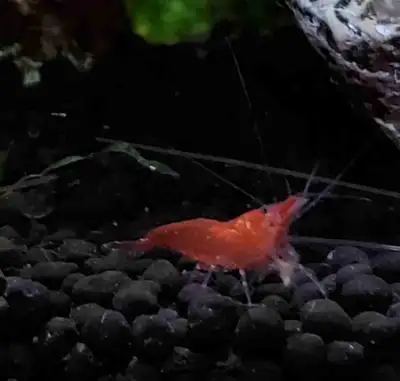 Cherry shrimp , View more