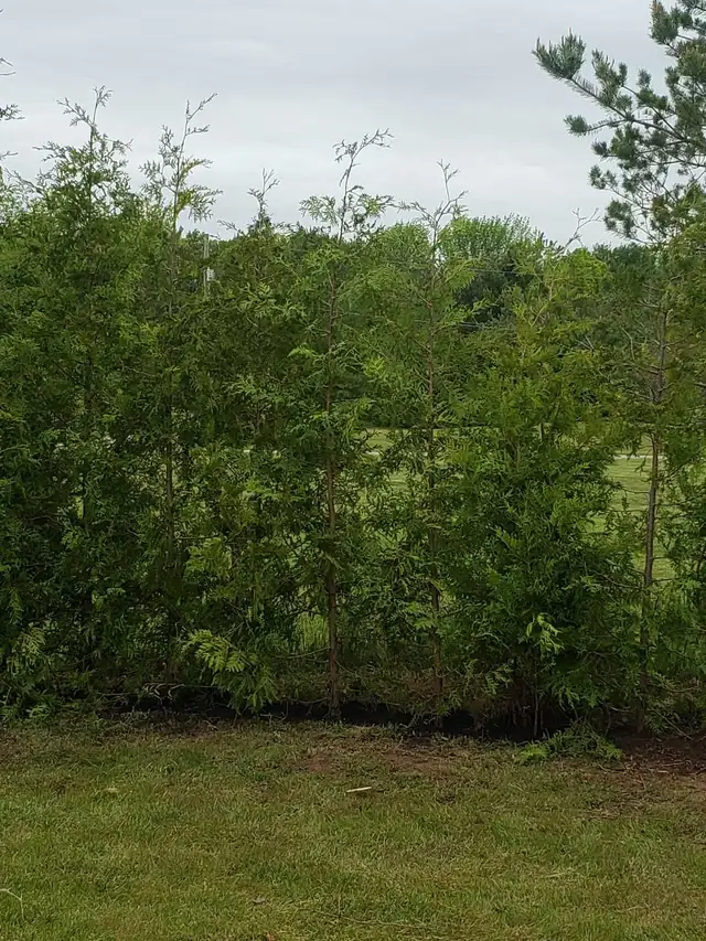 Cedar Hedge Planting or Delivery  in Plants, Fertilizer & Soil in Trenton - Image 7