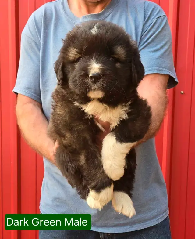 **Caucasian Shepherd Puppies** 100% Purebred in Dogs & Puppies for Rehoming in Winnipeg - Image 7