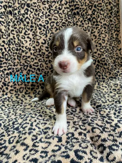 CHIOTS Berger Australien CKC , View more