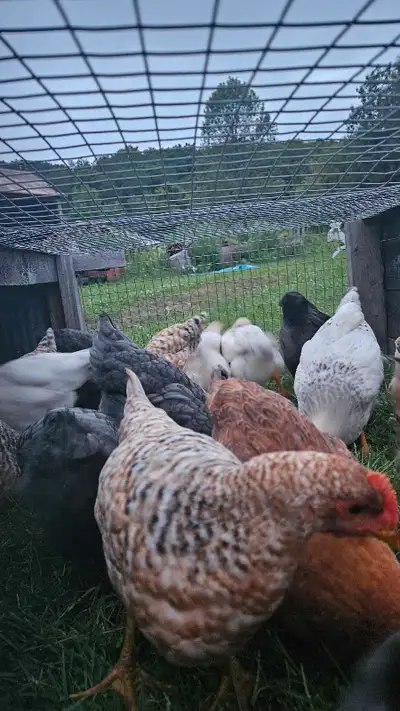 10-12 week old hens