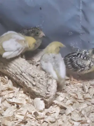 Button Quail Born April 14 2025, View more