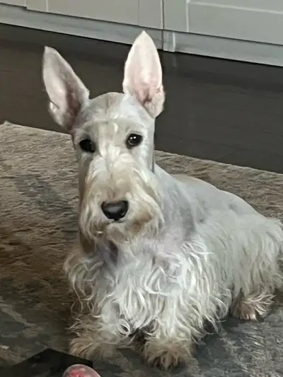 Scottish Terrier Puppy, View more
