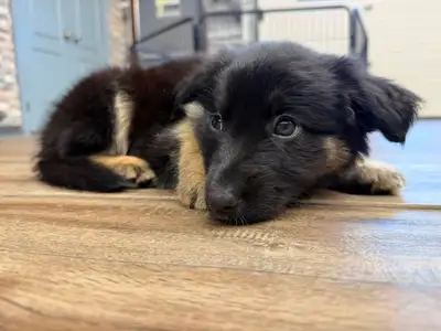 Female Mini Australian shepherd puppy, View more