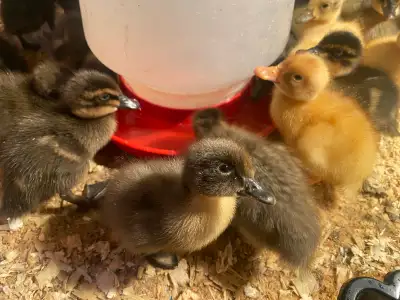 Newly hatched BYM ducklings. $10 ea, buy 10 or more $8ea. pick up Taber. Could also meet in Lethbrid...
