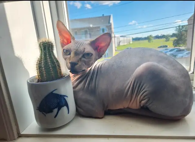 Sphynx a vendre in Cats & Kittens for Rehoming in Trois-Rivières - Image 3