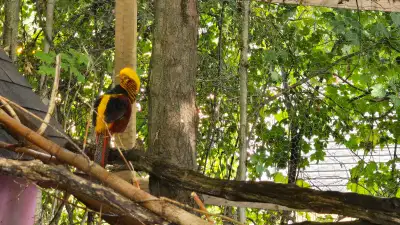 Red Golden Pheasant Males, females, Pairs and Trios, View more