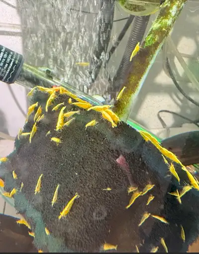 Beautiful and healthy yellow fire shrimp (golden top) for sale! These freshwater shrimp are perfect...