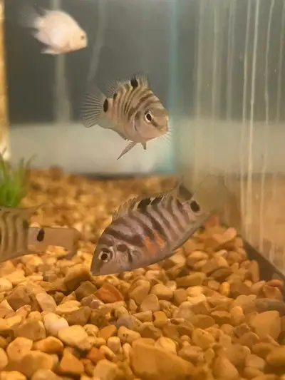 12-14 polar blue/convict fry Some have beautiful hints of blue in them Approx .5 inch to 1 inch in s...