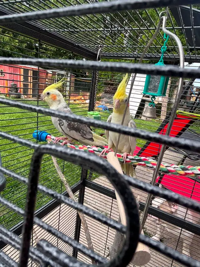 cockatiel in Birds for Rehoming in Mississauga / Peel Region - Image 4