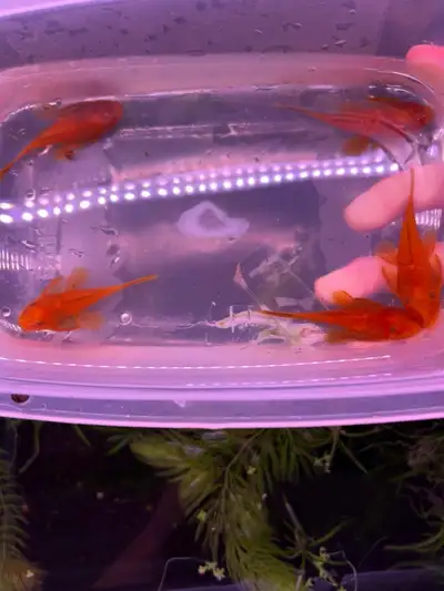 SUPER Red Bristlenose Breeding Group, View more