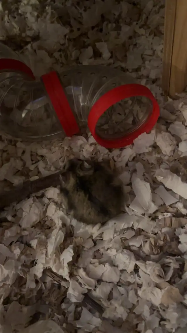 À donner hamster nain in Small Animals for Rehoming in City of Montréal - Image 9