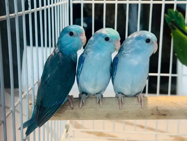 parent raised parrotlets 