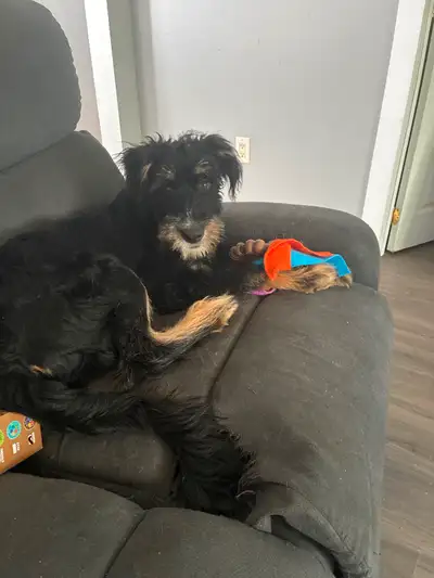 Chiot de 6 mois bouvier des flandres mix collie  femelle, View more