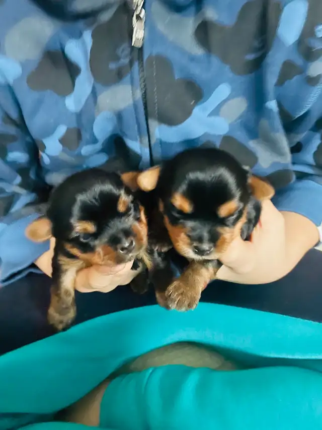100% beautiful Pure Yorkshire Terrier puppies one left girls in Dogs & Puppies for Rehoming in Markham / York Region - Image 5