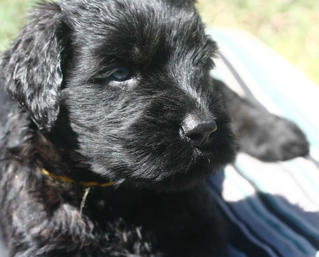 chiot Black Russian Terrier (CKC registration) dans Chiens et chiots à adopter  à Ouest de l’Île - Image 3
