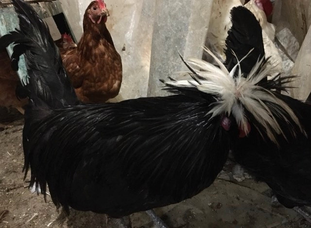 JE RECHERCHE poule  polonaise noir a la huppe blanche !!!! dans Animaux de ferme  à Victoriaville
