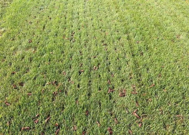 Aerate, Power rake, Overseeding and Fertilizer 63581883083265120