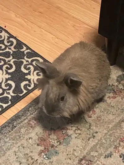 litter trained,  Neutered, beige lion, head bunny, View more