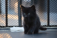 Black female kittem