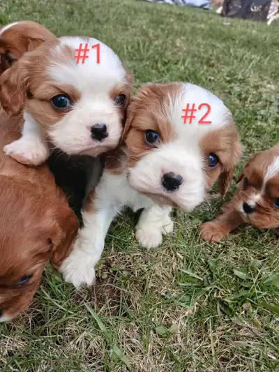 Check out our gorgeous litter of purebred King Charles Cavaliers!! They are a friendly bunch of pupp...