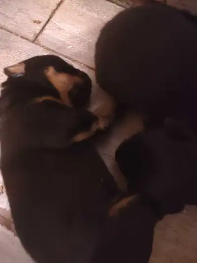Rottweiler puppies, View more