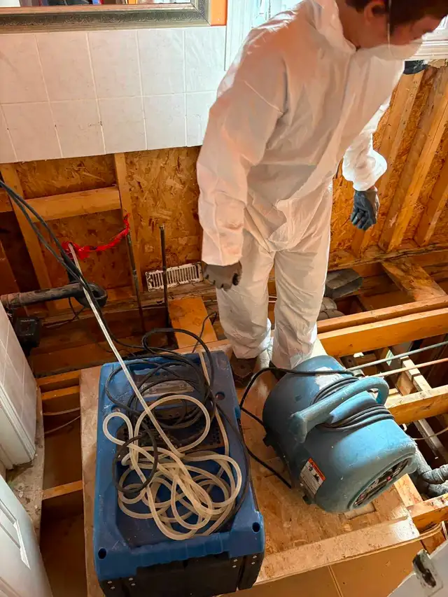 Mold Removal Specialist525757186080788484
