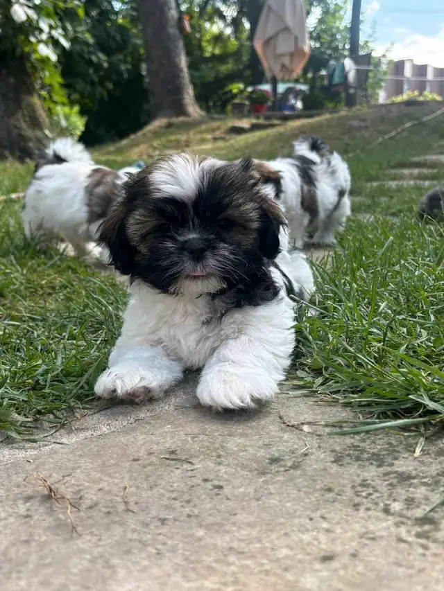 Shih Tzu puppies in Dogs & Puppies for Rehoming in Markham / York Region - Image 7