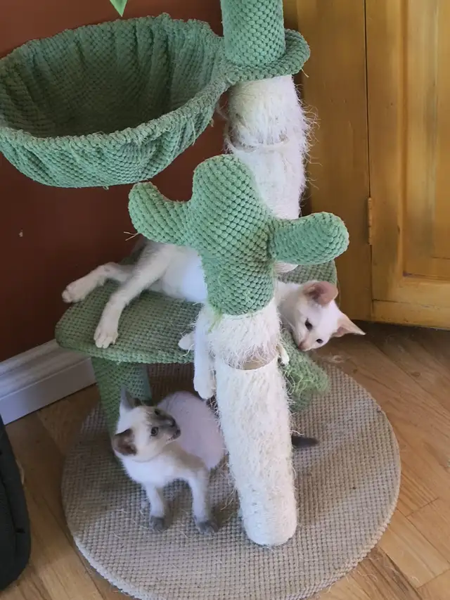 Chatons siamois in Cats & Kittens for Rehoming in Laurentides - Image 11