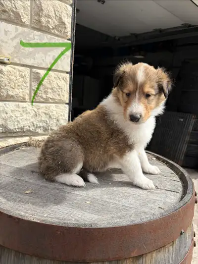 Rough Collie puppies *UPDATED, View more