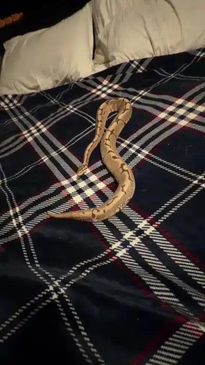 Ball Python Rehoming Healthy ball python looking for a good home. Calm temperament and used to handl...