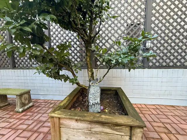 Photo 15