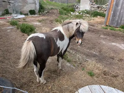 Female Miniature Horse, View more