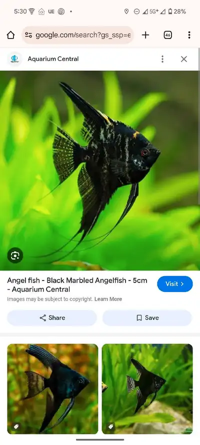 3x electric blue cichlid 1x Oscar and a angle fish for rehoming, View more